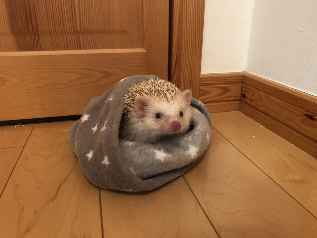 ハリネズミ寝袋 チョコレートお布団 【公式通販】